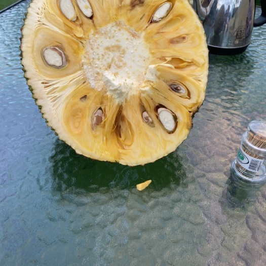 陵水县 海南陵水8号红肉菠萝蜜