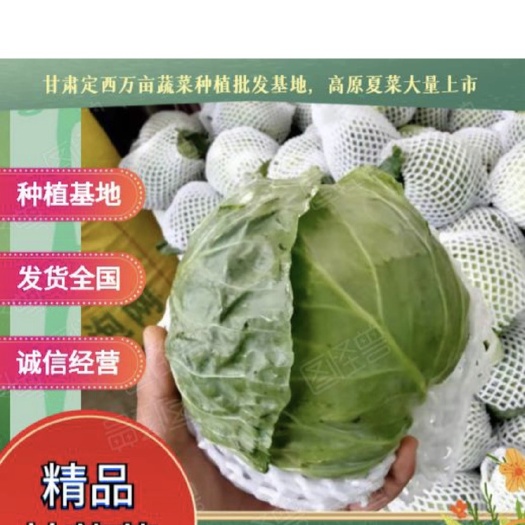 包菜  冬强甘蓝 1.5~2.0斤