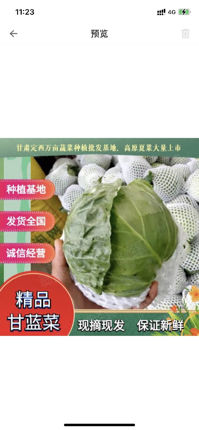 包菜  冬强甘蓝 1.5~2.0斤