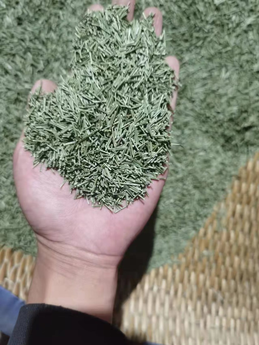 松针茶 云南高原马尾松阴干