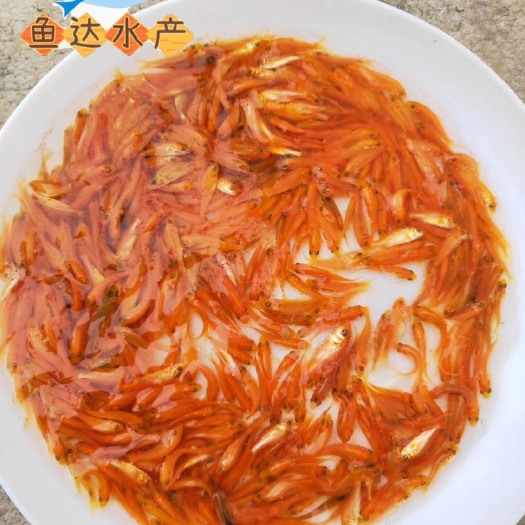 广州 鱼达红鲤鱼苗批发一手货源直销