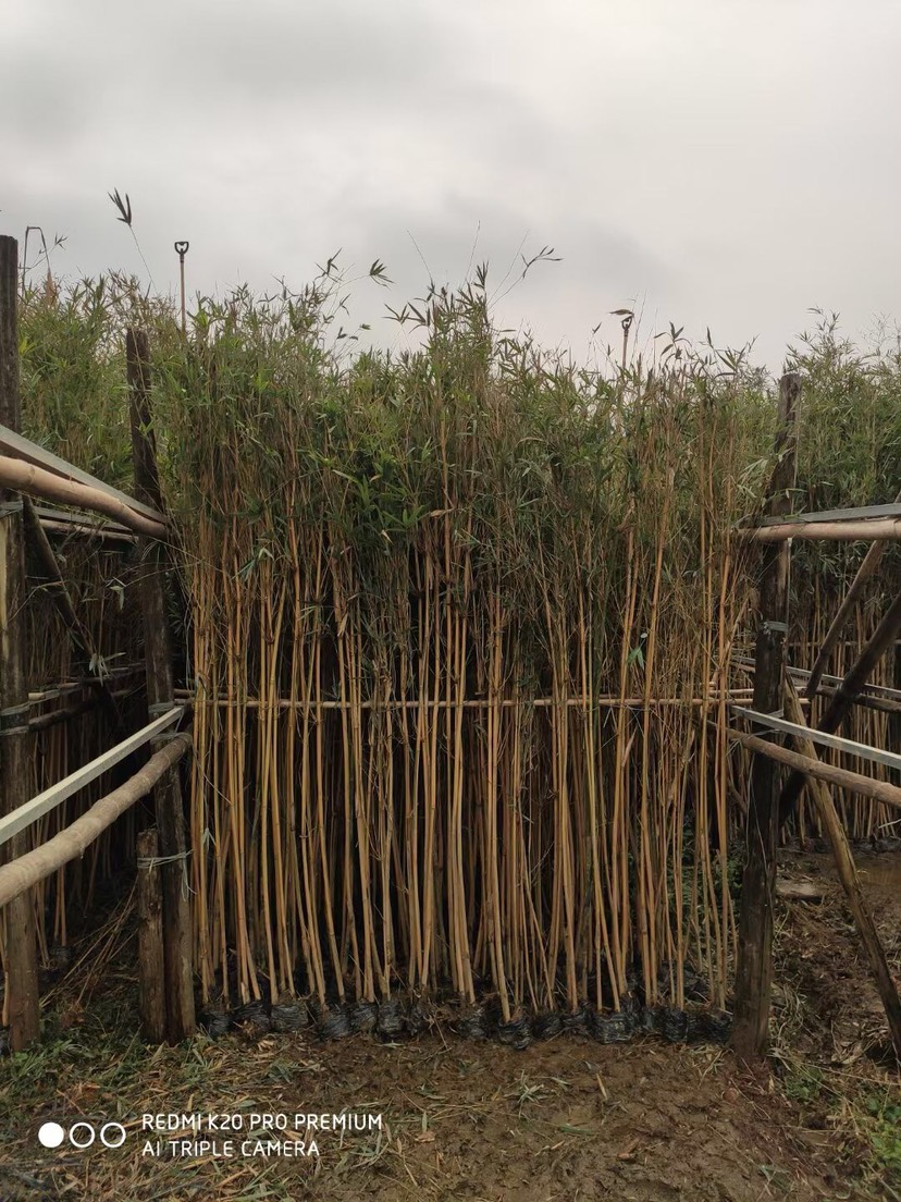 小琴丝竹 琴丝竹基地大量现货供应