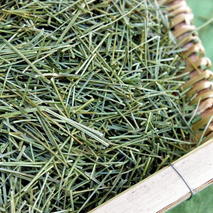 松针茶 云南高原马尾松阴干