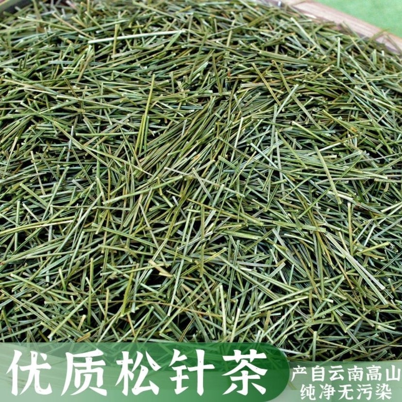 松针茶 云南高原马尾松阴干