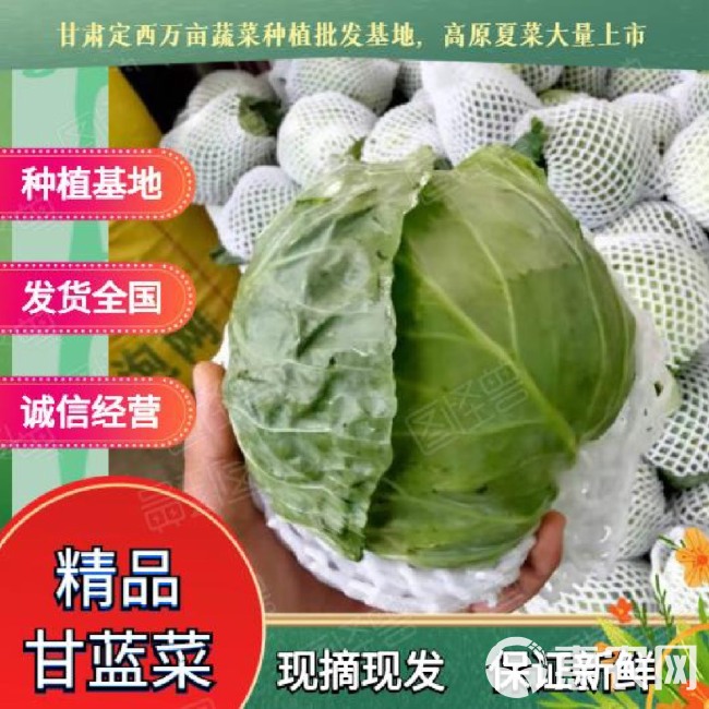 包菜  冬强甘蓝 1.5~2.0斤