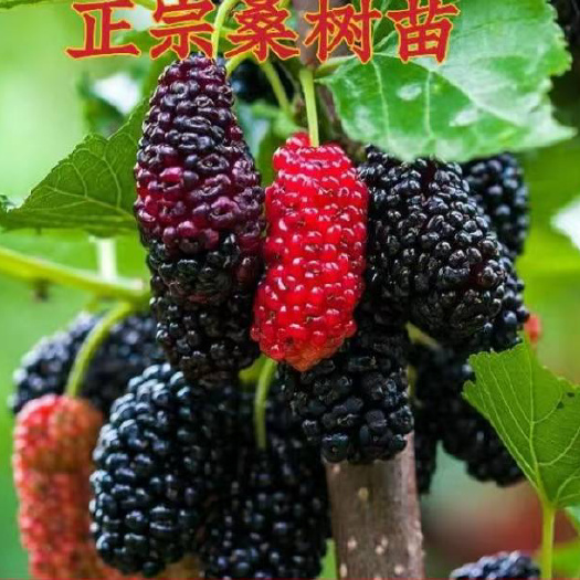 灵山县无籽大十果桑苗大果桑苗嫁接苗四季结果产量高易管理种植