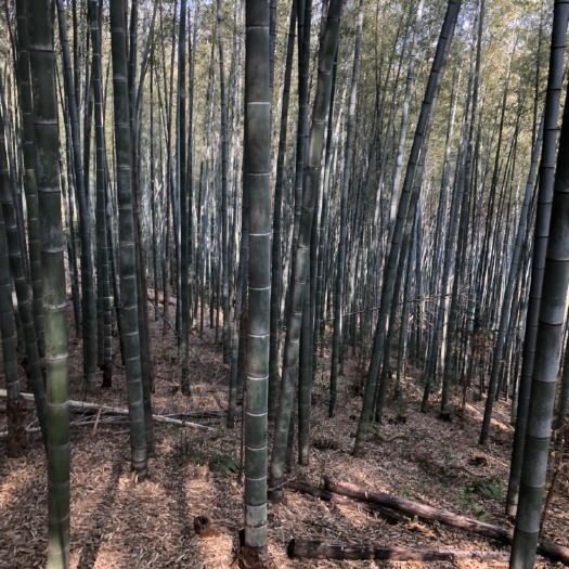 桂阳县 生于老林的毛竹，有韧性、肉体厚是海竹，香蕉竹和加工商的。
