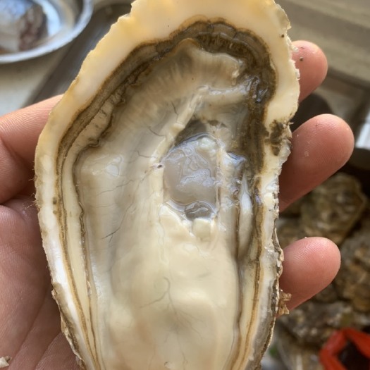 威海三倍体生蚝 乳山生蚝