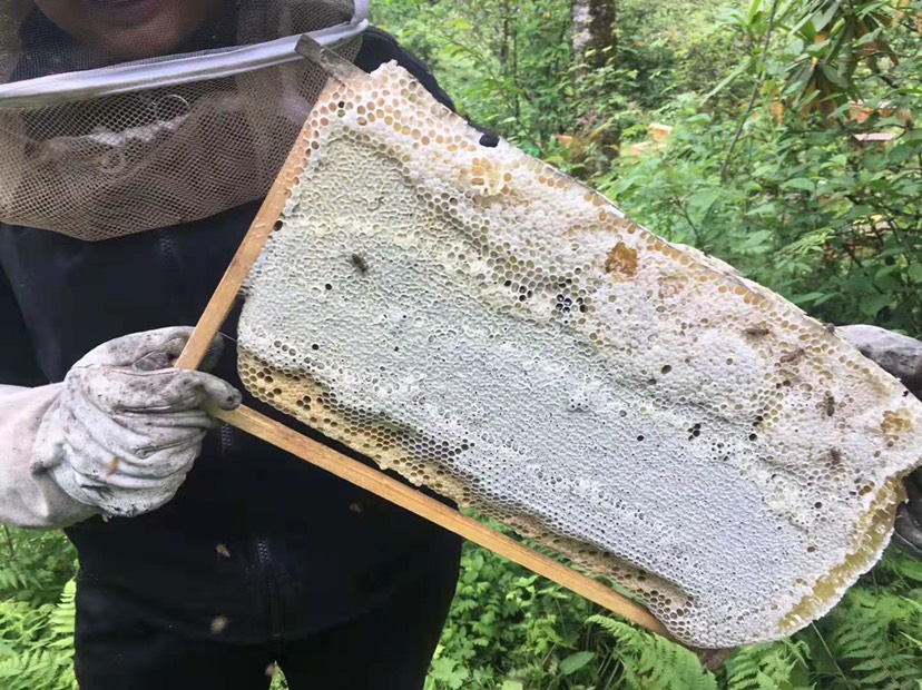 平武县 土蜂蜜 蜂场在自然保护区里面 高海拔 无污染