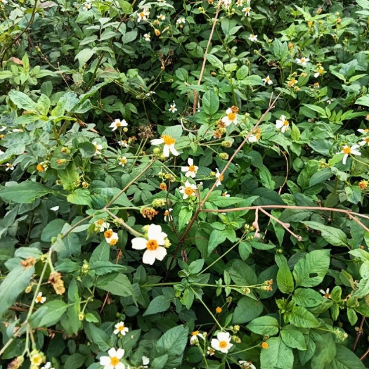 渠县 鬼针草、白茅根、千里光