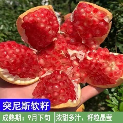 突尼斯软籽石榴树苗 软籽石榴