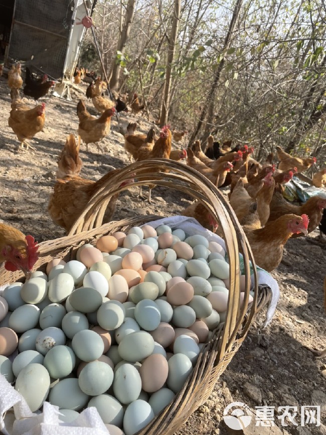 鸡种蛋 受精蛋  种蛋受精率90以上