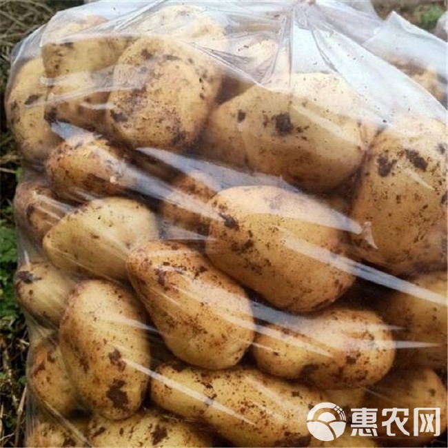 黄心土豆 【实力商家】甘肃土豆.定西土豆.规格齐全、高海拔种植口感好