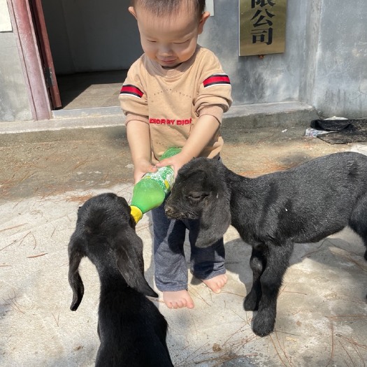 厦门努比亚山羊 努比亚种母羊
