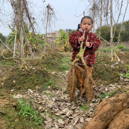 藤县葛根种苗 粉葛苗（精选优良葛苗，无渣粉葛苗，有专业种植技术指