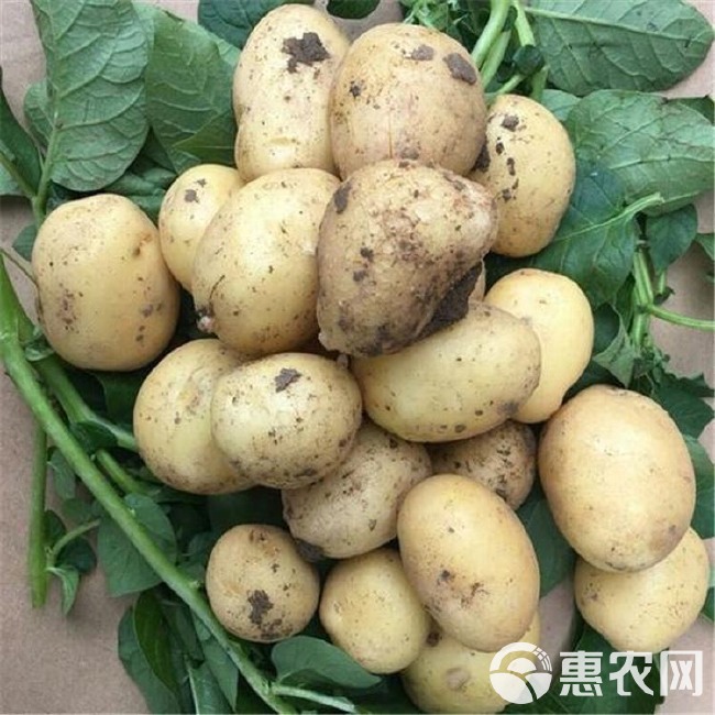 黄心土豆 【实力商家】甘肃土豆.定西土豆.规格齐全、高海拔种植口感好