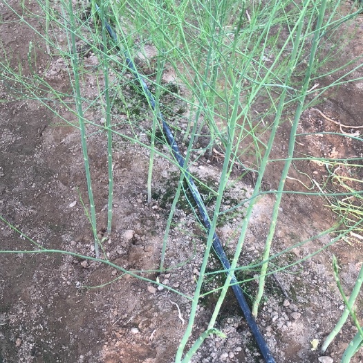 泾县种植大棚 大棚种植