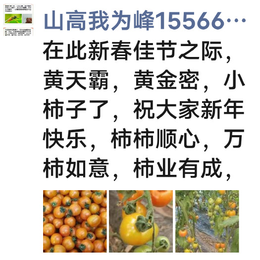 建平县黄圣女果 辽宁省朝阳市建平县 