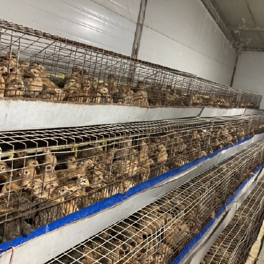 南充土鸡苗   脱温土鸡