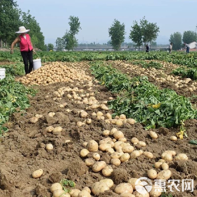 黄心土豆 【实力商家】甘肃土豆.定西土豆.规格齐全、高海拔种植口感好