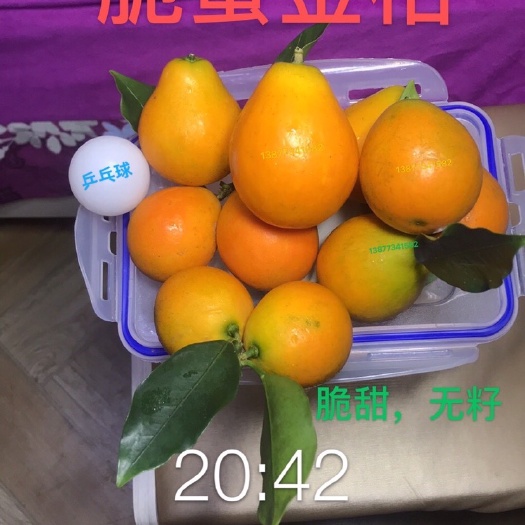荔浦市脆蜜金柑苗  特大果脆蜜金桔苗，纯品有保障，量大可开正式发票