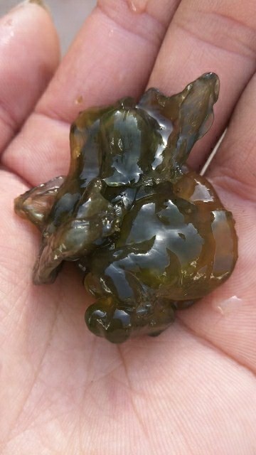 天台县 地皮菜   鲜货