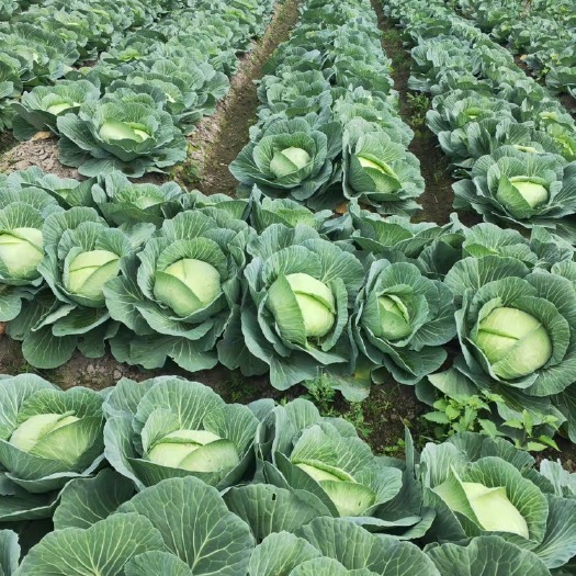 平包菜 甘蓝扁包菜
