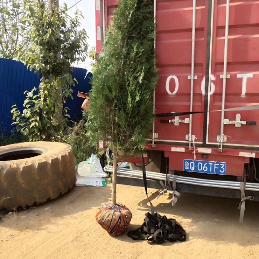 莒南县窄冠侧柏 侧柏2米地栽苗侧柏