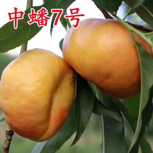武陟县中蟠7～6月上旬成熟