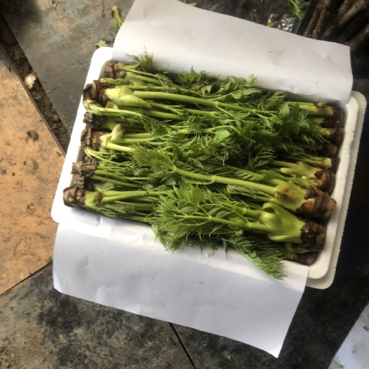 清原县刺老芽 