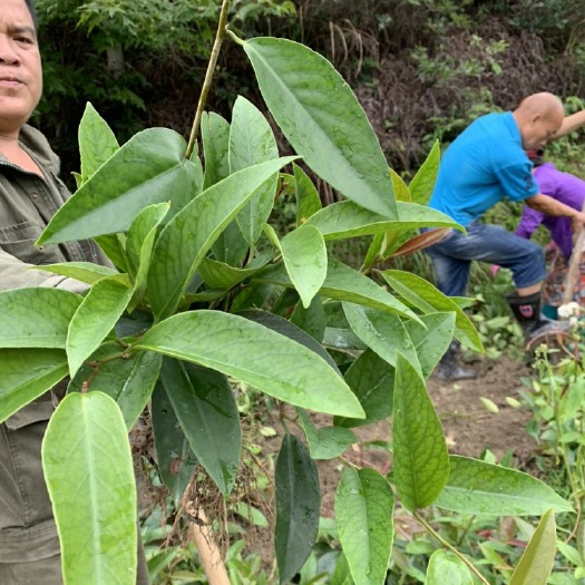 通道县粉红黑老虎苗 黑老虎苗 粉红一号 爬藤布福娜苗 基地直供