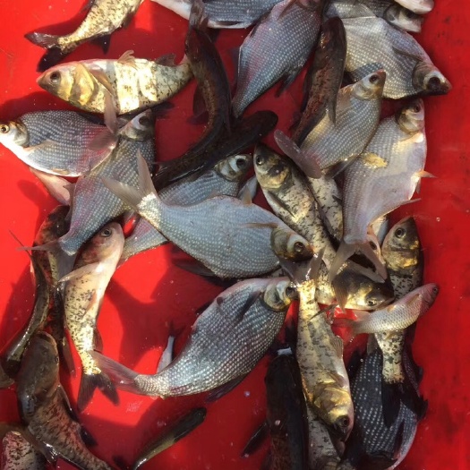 常州鳊鱼苗 鳊鱼，武昌鱼鱼苗，三角鲂