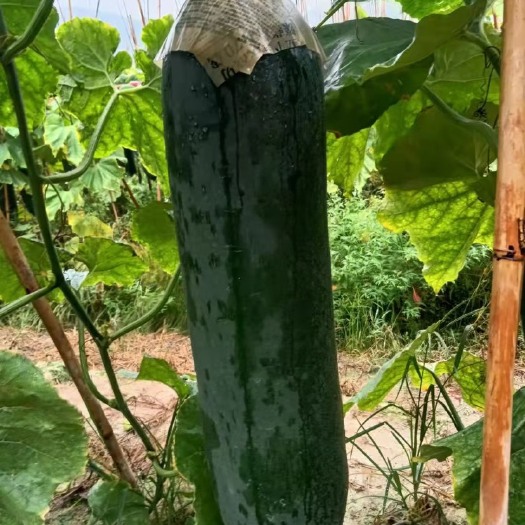 四会市 大量黑皮冬瓜