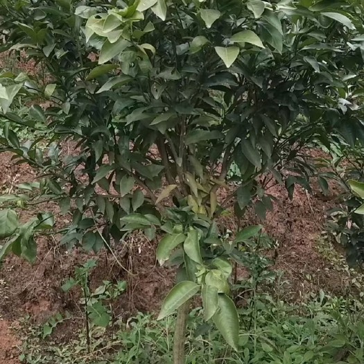 简阳市沃柑苗  沃柑杯苗，五月苗