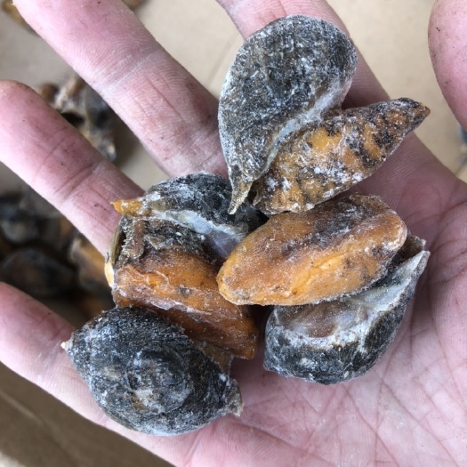 连云港老婆脚，珍珠鲍螺