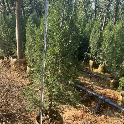 宜良县塔柏 自产自销 产地直供 大量从优 苗木花卉 工程对接