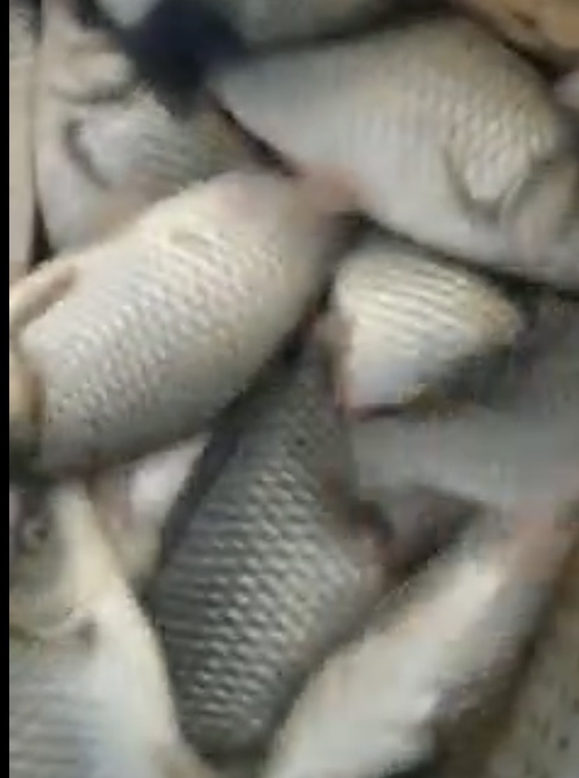 白鲫 鲫鱼，中科三号，6两至1斤。池塘养殖，1万至1.5万斤。肉质