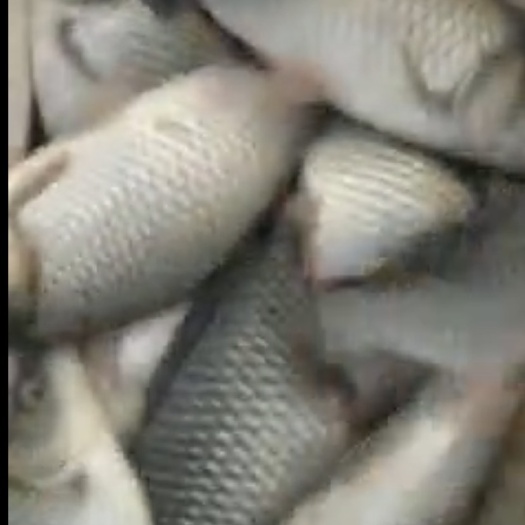凤台县白鲫 鲫鱼，中科三号，6两至1斤。池塘养殖，1万至1.5万斤。肉质