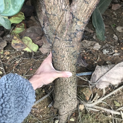 遂溪县琴叶榕盆栽 琴叶榕 地栽