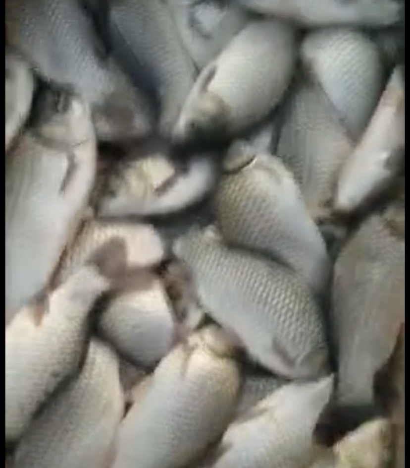 白鲫 鲫鱼，中科三号，6两至1斤。池塘养殖，1万至1.5万斤。肉质