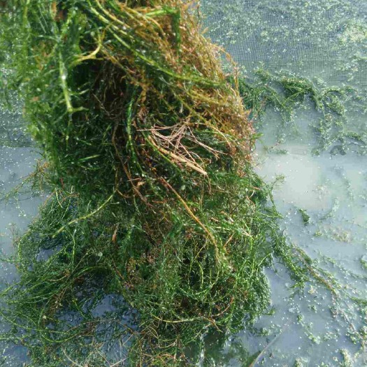 广州 伊乐藻 吃不败 虾蟹专用 引进种