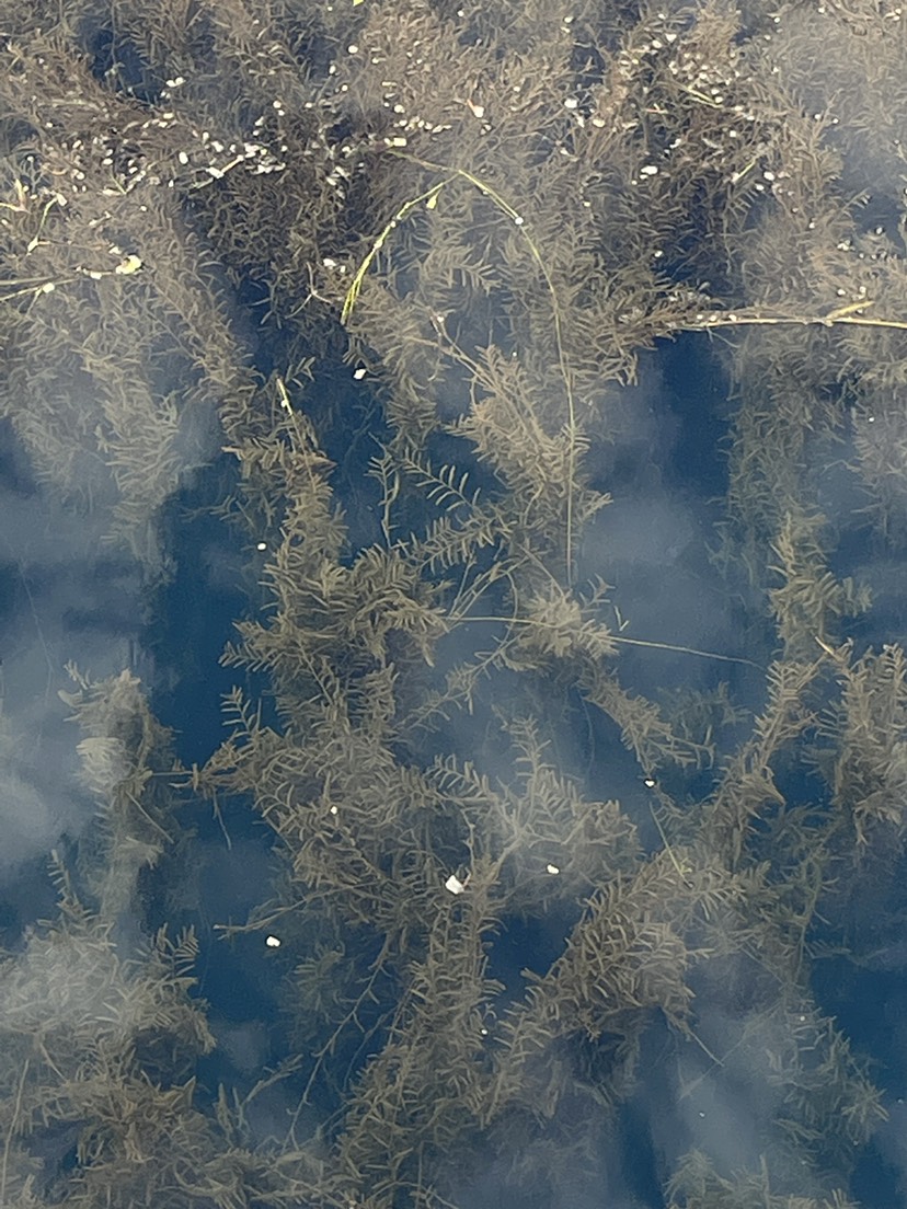 广州 菹草 虾藻 量大长期供应