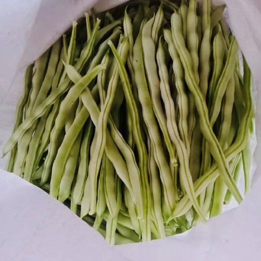 莒县九粒白芸豆 山东省日照市莒县