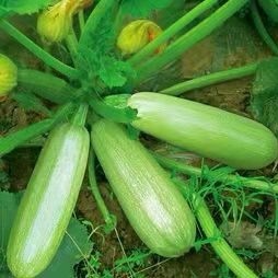 莒县绿皮西葫芦   山东优质西葫芦 大量供应 色泽鲜明 现摘现发