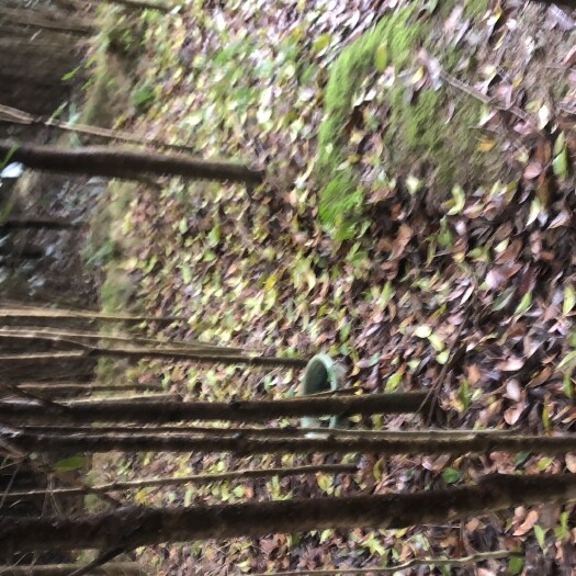桂东县 大量八月桂处理．