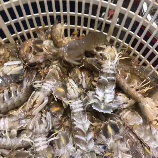 饶平县打胶带膏皮皮虾，三白，黄尾，红心