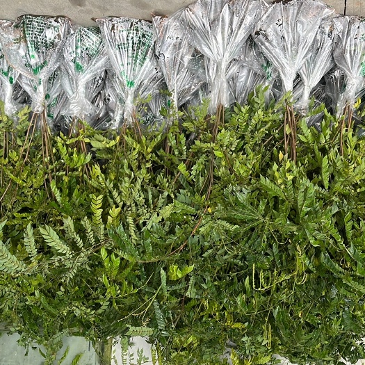 博罗县 大量供应各种规格的猴耳环种苗