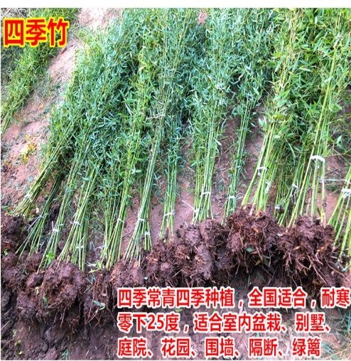 青皮竹苗 批发绿化竹子 青竹苗 四季常青 竹类植物 绿化工程用 竹子苗