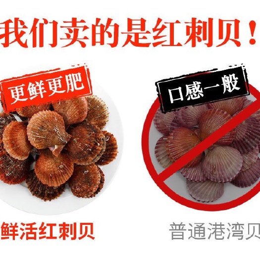 威海华贵栉孔扇贝 20-30只/公斤 