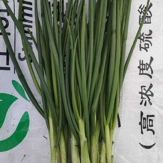 崇州市 香葱苗